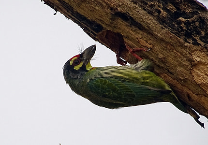 Coppersmith Barbet thumbnail