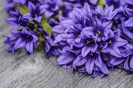 purple flowers thumbnail