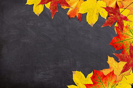 red and yellow maple leaves digital wallpaper thumbnail