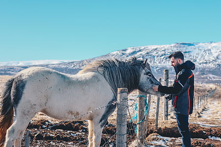 man touching horse face thumbnail