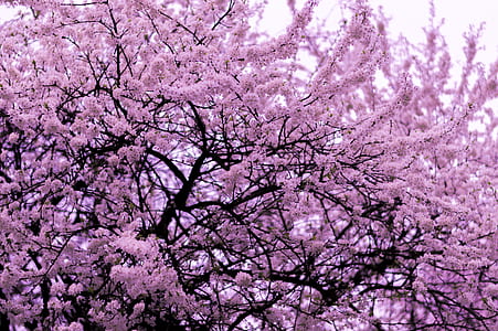 shallow focus photography of pink cherry blossom tree thumbnail