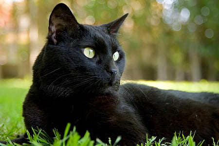 focus photography of black cat lying on grass ground thumbnail