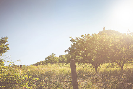 Two Wild Trees thumbnail