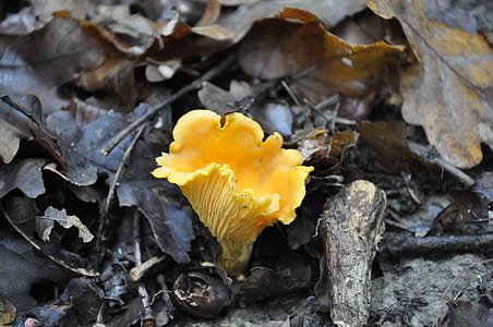 yellow mushroom beside leaves thumbnail