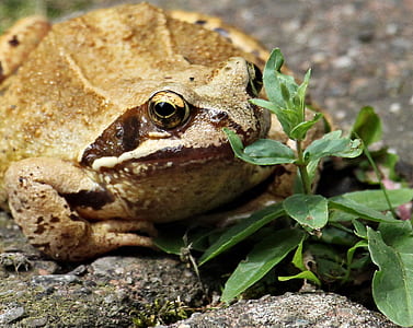 brown frog thumbnail