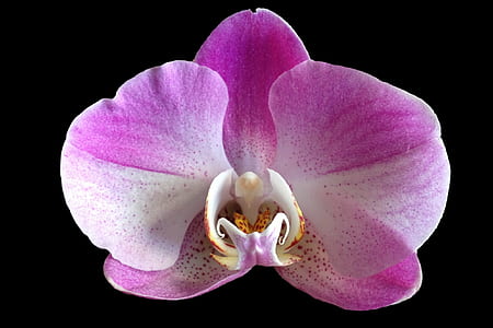 white and purple moth orchid thumbnail