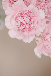 pink flowers thumbnail