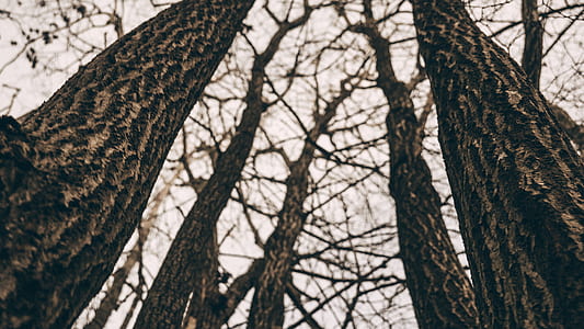 landscape, nature, trunks, texture thumbnail