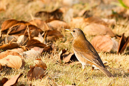 brown bird on brown grass field beside dried leaves closeup photo thumbnail