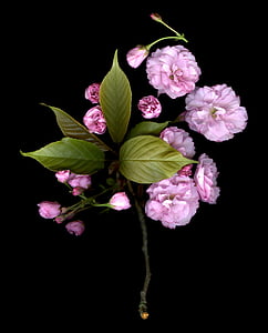 pink flowers thumbnail
