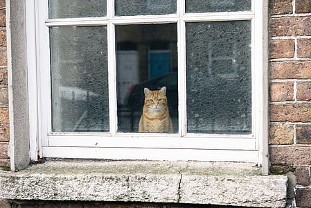 orange tabby cat looking on window thumbnail