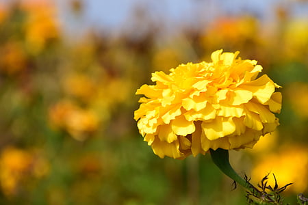 close-up photo of yellow marigold flower thumbnail