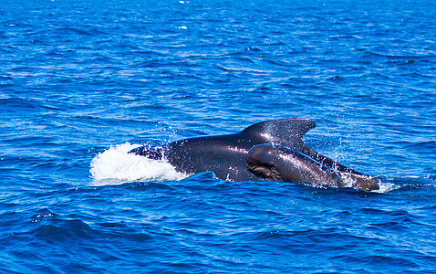 whale on body ofwater thumbnail