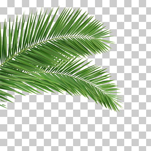 Arecaceae Leaf Frond Coconut Tree, palm, green leafed plant illustration PNG clipart