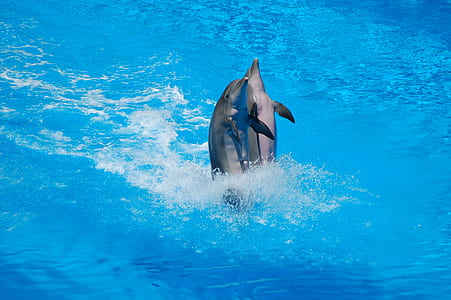 two gray dolphins thumbnail