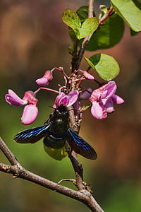 blue winged insect perching on pink moth orchids thumbnail