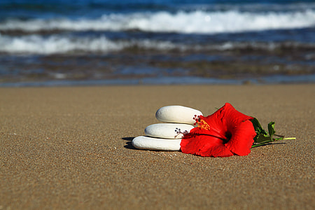 red hibiscus in a seashore thumbnail
