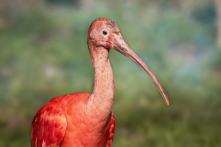 bird, animal, park, long thumbnail