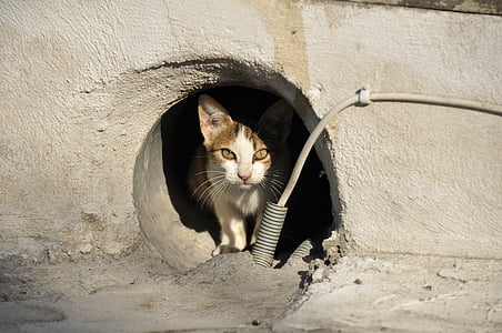 orange and white kitten in hole thumbnail