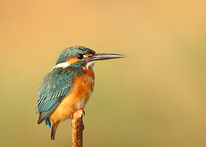 green and brown bird perching on brown branch thumbnail