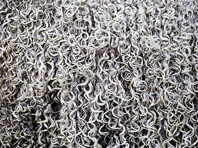 wool, fleece, sheep, woollen, coat, ringlet thumbnail
