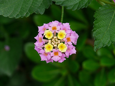 selective focus photography pink and yellow lantana flower thumbnail