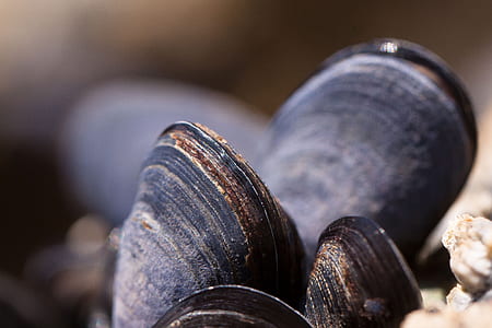 Black Seashell Beside Beige Stone thumbnail