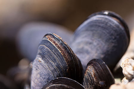 mussels, shells, mytilus, watt area, coastal region, grey thumbnail