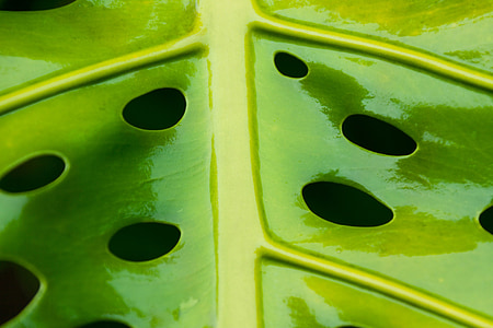 green ceramic leaf thumbnail