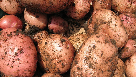 brown potato lot thumbnail