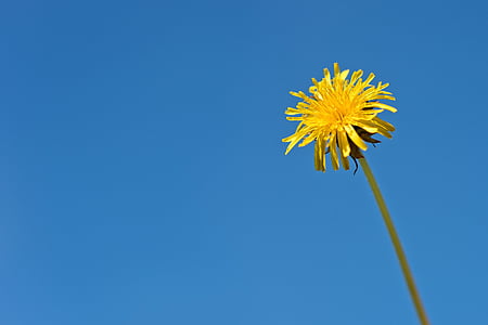 yellow clustered petal flower thumbnail