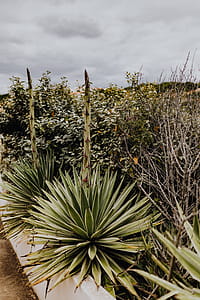 Plants of Portugal thumbnail