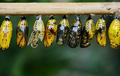 yellow-and-black butterfly cocoons lined on stick thumbnail