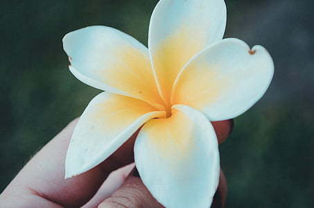 person holding white-and-yellow plumeria flower thumbnail