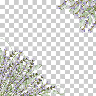 Best Lavender Field Pictures Hd Download Free Images On