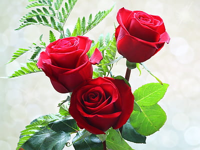 three red roses thumbnail