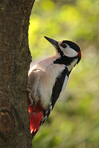 white and black bird thumbnail
