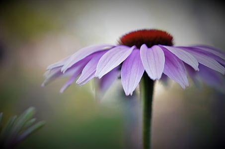 micro focus photography of purple daisy flower thumbnail