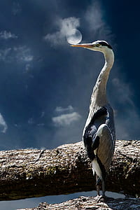 photography of white and black bird on brown branch thumbnail