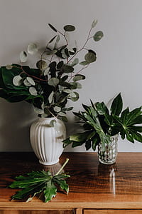 Aralia Leaves thumbnail