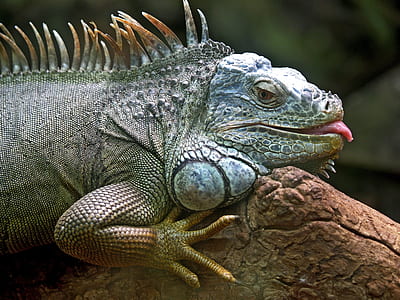 shallow focus photography of green iguana thumbnail