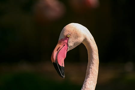 gray flamingo thumbnail