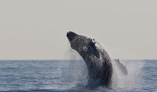 humpback whale thumbnail