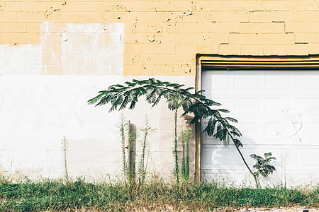 green leafed plant beside white and beige concrete building at daytime thumbnail