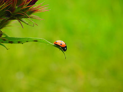 red Ladybug on green leaf thumbnail