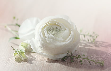 white rose thumbnail