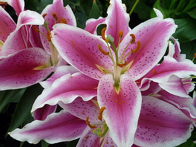 closeup photo of pink petaled flowers thumbnail
