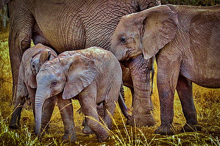 two brown elephant calves beside their parents at daytime thumbnail