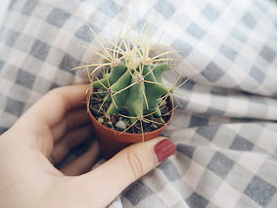 Person Holding Brown Clay Pot With Green Cactus thumbnail