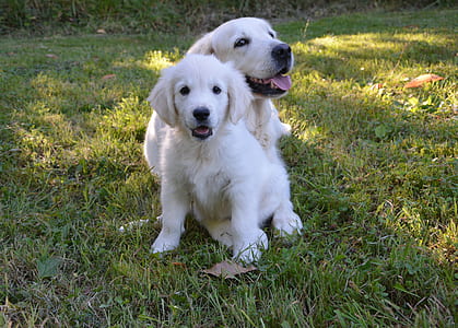 adult light golden retriever with puppy lying on lawn grass thumbnail